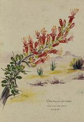 Ocotillo at Camp Laguna