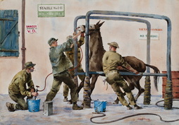 Treating A Mule