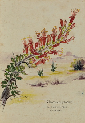 Ocotillo at Camp Laguna