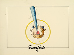 Burrfish