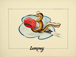 Lamprey with Eel