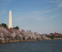 Tidal Basin Bloom