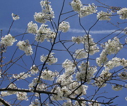 White Cherry Blossoms