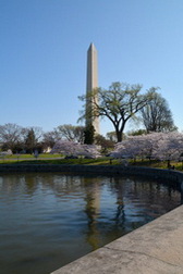 Washington Monument with Cherry Blossoms