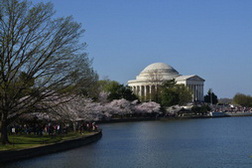 Jefferson Memorial with Cherry Blossoms