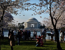 Cherry Blossom Tourist at Jefferson Memorial