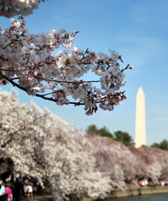 Washington Cherry Blossom Bloom