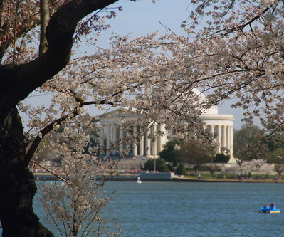 Cherry Blossom Blooms along Tidal Basin