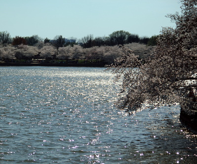 Cherry Blossom Blooms around Tidal Basin