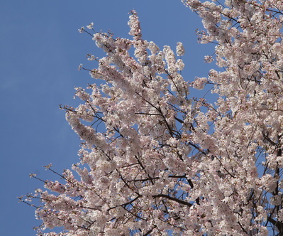 Pink Cherry Blossoms