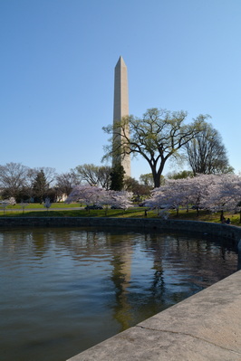 Washington Monument with Cherry Blossoms