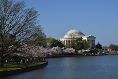 Jefferson Memorial with Cherry Blossoms