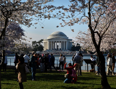 Cherry Blossom Tourist at Thomas Jefferson Memorial