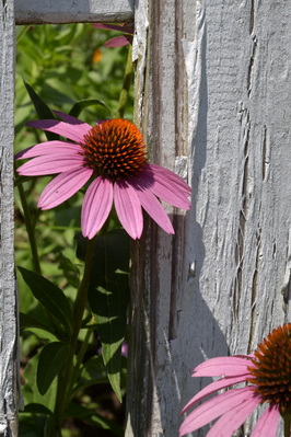 Rippon Lodge Historic Site Flower